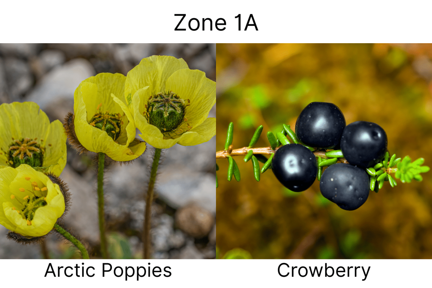 Manufactured Home landscape ideas 1a