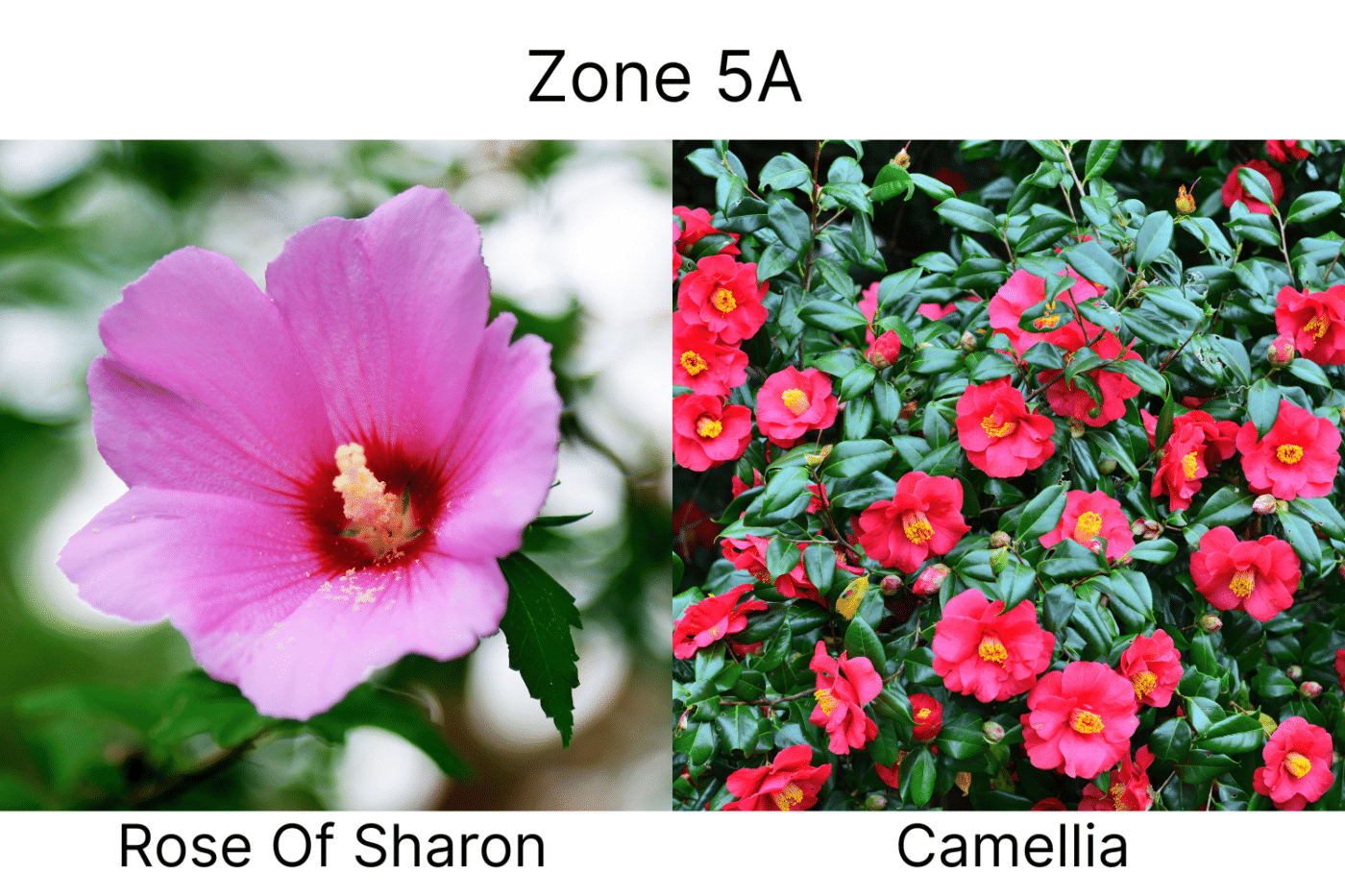 Manufactured Home landscape ideas 5a