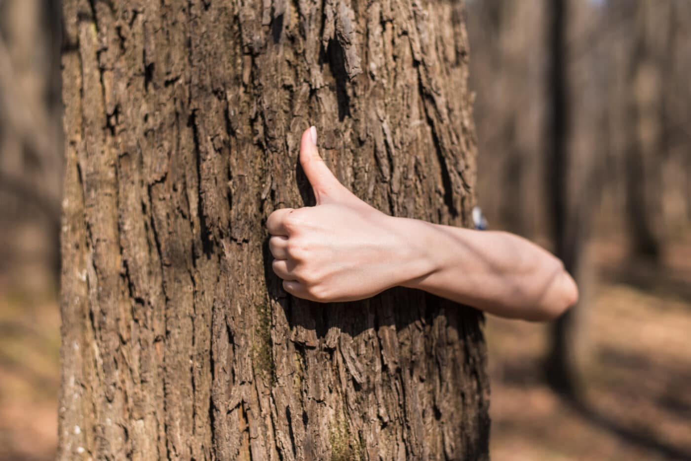 cleared path for cabin in jarrettsville maryland