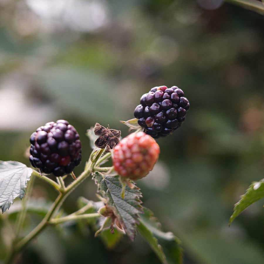 The Farm at Oke Gardening