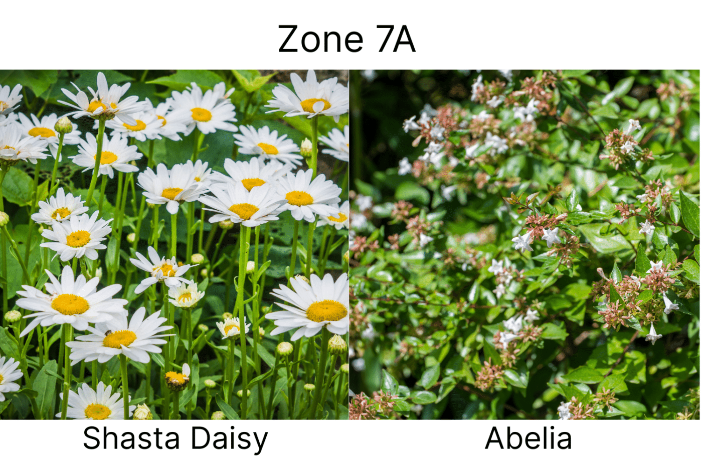 Manufactured Home landscape ideas 7a