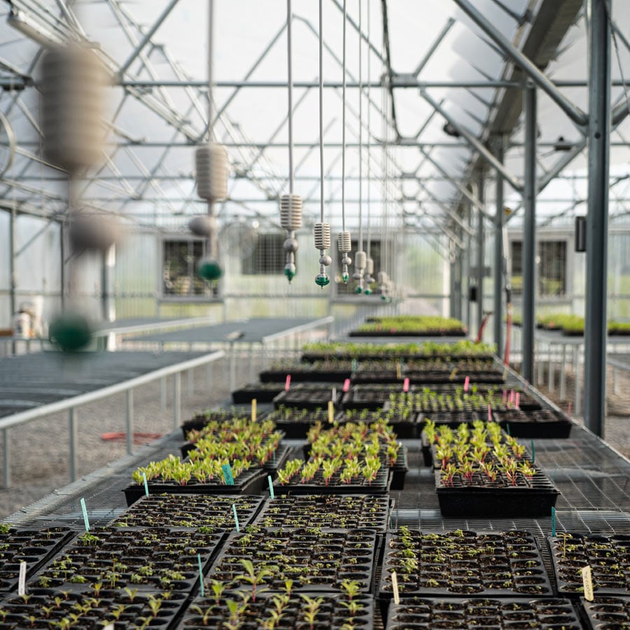 The Farm at Oke Greenhouse