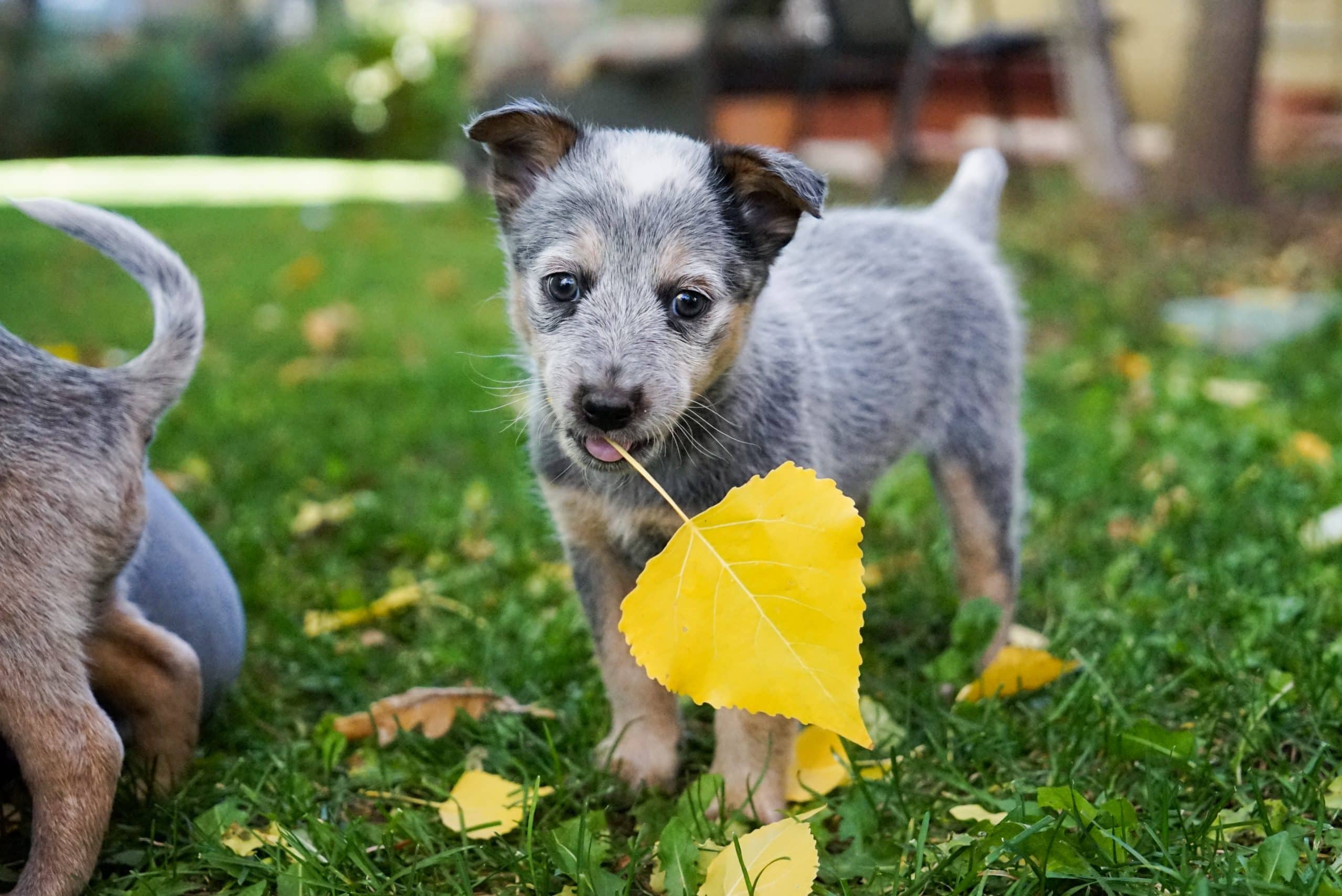 frontier log cabins with dogs